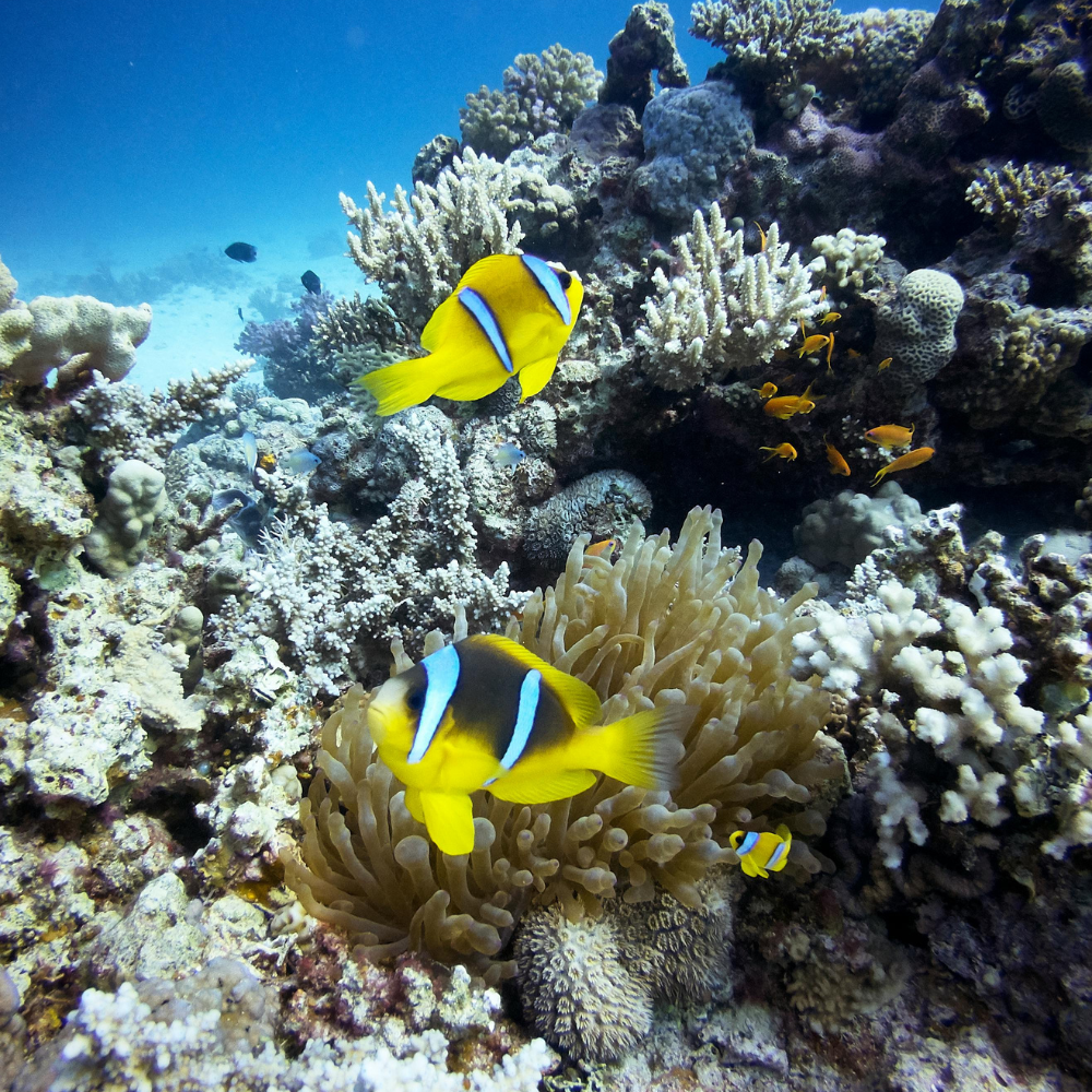 Snorkeling Underworld