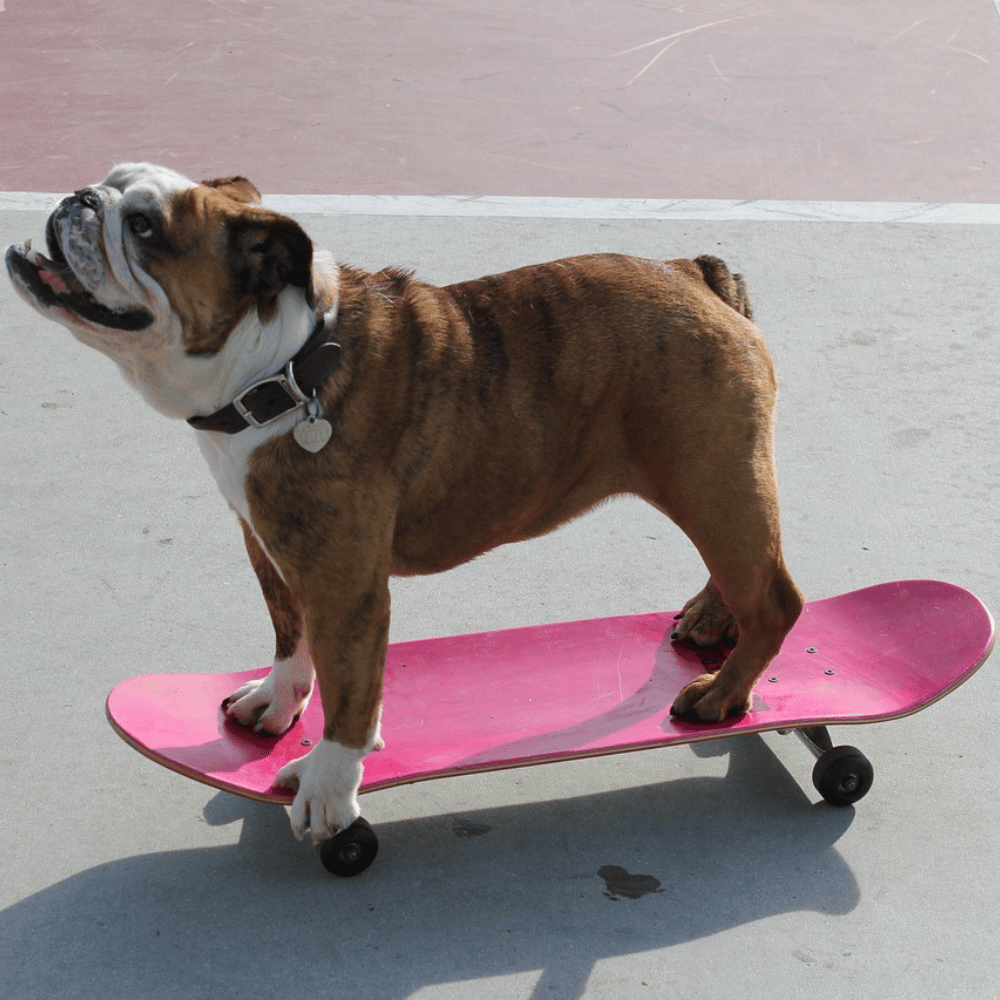 dog on a red skateboard