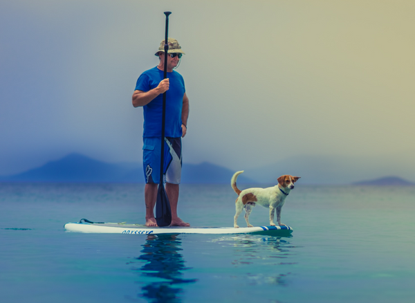 Paddleboarding with Dogs: an Excursion with your Best Friend