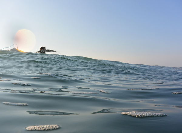 Find Freedom on the Waves with the Best Paddling Shortboard