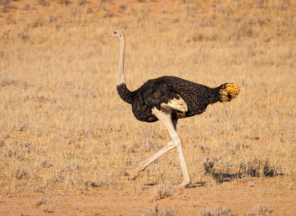 Unleash the Wild and Explore What is Ostrich Racing?