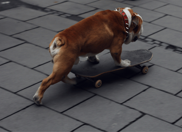 How to Teach a Dog to Skateboard for a Paw-some Adventure?